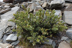 Veronica pinguifolia