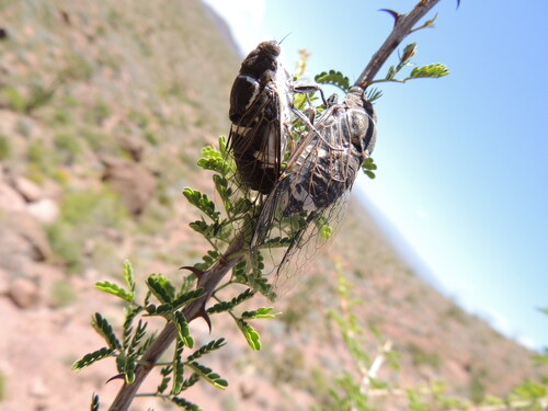 Common Cactus Dodger