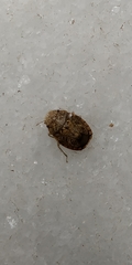 Heteroptera