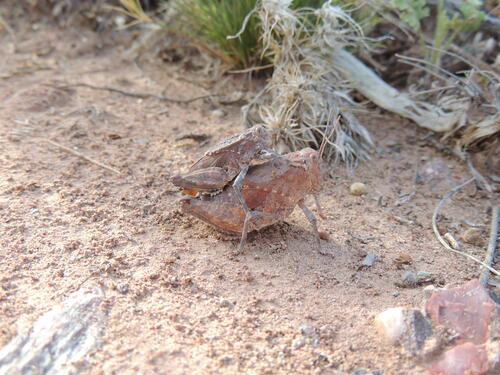 Robust Toad Lubber