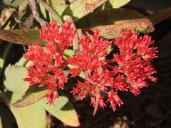 Crassula perfoliata