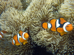 Amphiprion percula