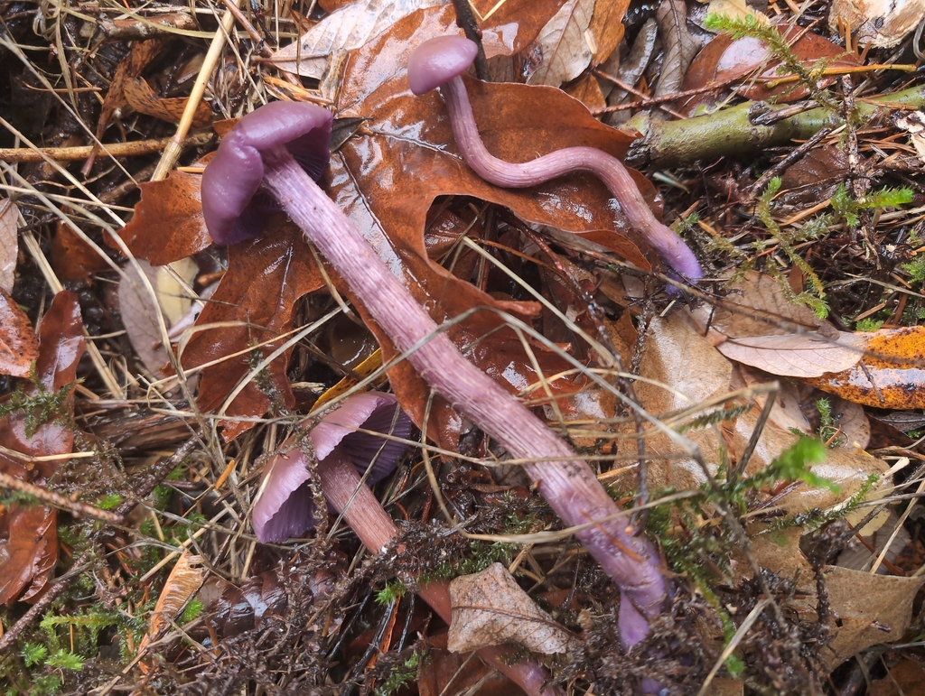 Laccaria amethysteo-occidentalis · December 2025 · photo: © kem_luther (iNaturalist, cc-by-sa)