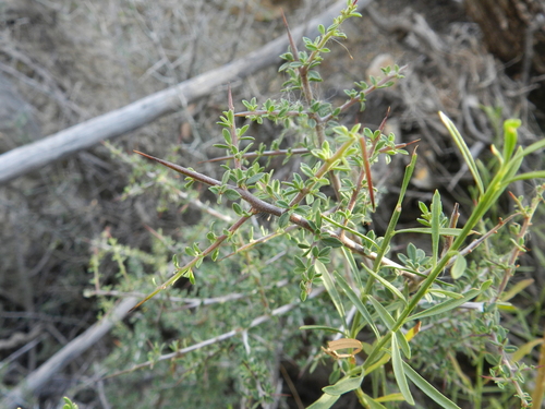 Lotebush