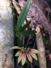 Bulbophyllum acuminatum