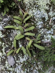 Pyrrosia linearifolia