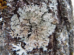 Physconia leucoleiptes