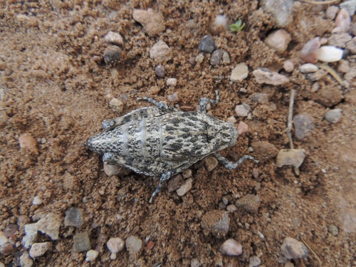 Robust Toad Lubber