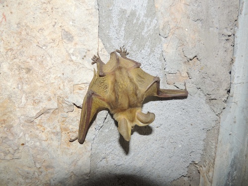 Pallid Bat