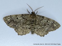 Hypagyrtis piniata