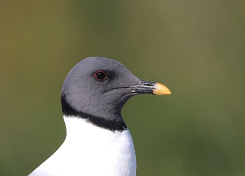 Mouette de Sabine