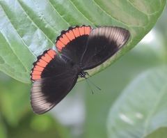 Biblis hyperia hyperia