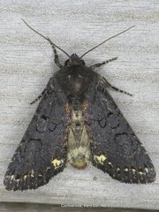 Melanchra assimilis