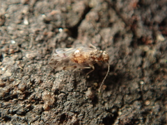 Ectopsocus briggsi