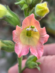 Nicotiana glutinosa, photograph (c) capacoscar, some rights reserved (CC BY)