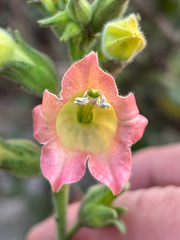 Nicotiana glutinosa, photograph (c) capacoscar, some rights reserved (CC BY)