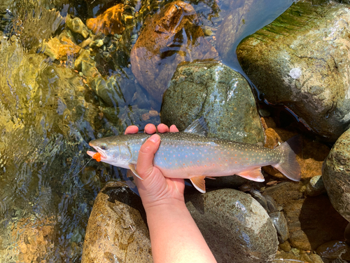 Bull trout (Salvelinus malma) — Salmonidae — 3