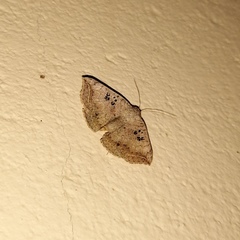 Blasticorhinus rivulosa