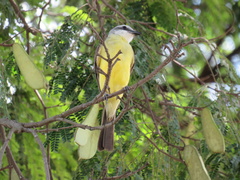 Tyrannus albogularis