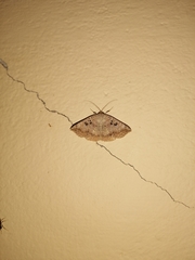 Blasticorhinus rivulosa