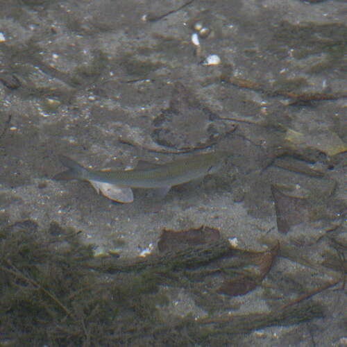 Leuciscus leuciscus