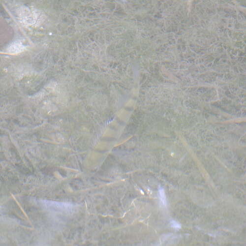 Perca fluviatilis