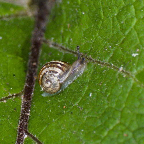 Cornu aspersum