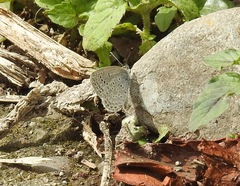 Pseudozizeeria maha okinawana