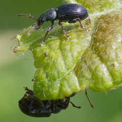 Phyllobius viridicollis