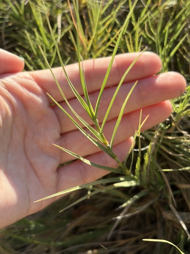 iNaturalist observation photo of Saltgrass