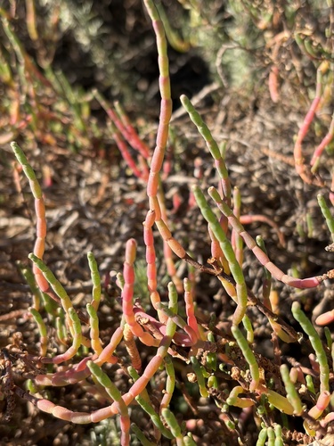 iNaturalist observation photo of pickleweeds