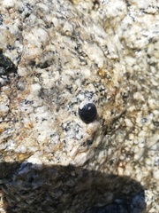 Nerita scabricosta