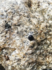 Nerita scabricosta