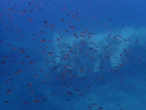 Chromis chromis