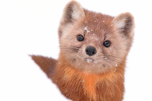 American Marten, Maine, US, photo 9 of 10