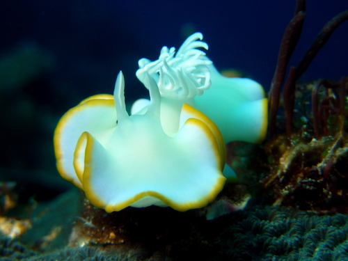 メレンゲウミウシ