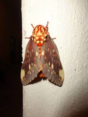 Citheronia