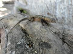 Sceloporus ochoterenae
