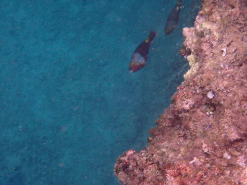 Sparisoma cretense