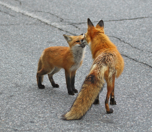 Red Fox photographed in Maine