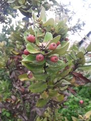 Eucryphia cordifolia