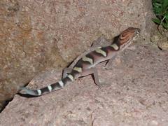 Coleonyx nemoralis