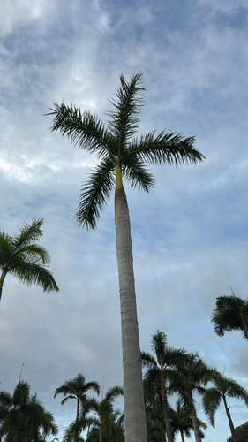 Roystonea regia - Whole tree