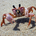 African Ghost Crab - Photo (c) Jussi Mononen, some rights reserved (CC BY-NC-SA)