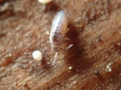 Lepidocyrtus cyaneus