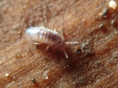 Lepidocyrtus cyaneus