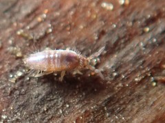 Lepidocyrtus cyaneus