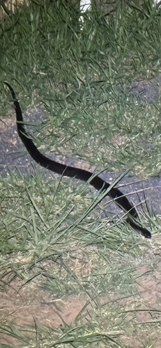 Eastern Small-eyed Snake sighting