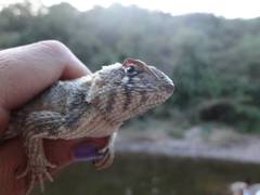 Sceloporus horridus