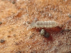 Vertagopus pseudocinereus